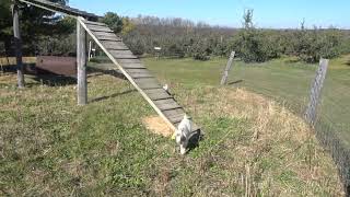 🍏🐐Goats at James Fleming Jr Orchard [upl. by Namwob708]