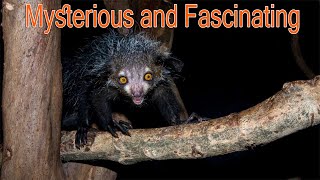 The Aye Aye Madagascars Mysterious and Fascinating Primate [upl. by Biddie]