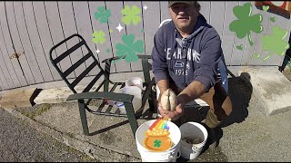 Cleaning huge Butter clams on Saint Patricks day [upl. by Kalb191]