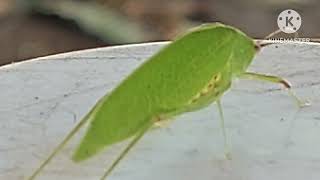 WINGED BUSH CRICKET [upl. by Musette]