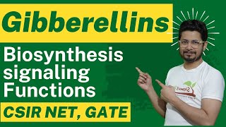 Gibberellin hormone biosynthesis and gibberellin function [upl. by Eynenihc]