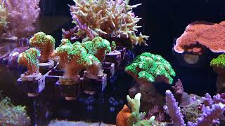 Stylophora pistillata Reef Aquarium [upl. by Lubbock]