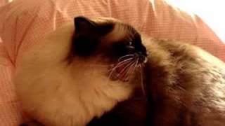 Ragdoll Cat Hissing at a German Shepherd Dog  ラグドール  Floppycats [upl. by Aloin]