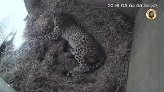 Naissance de 4 bébés guépard à la Réserve Africaine de Sigean [upl. by Tahmosh655]