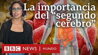 Por qué son tan importantes los microbios del intestino al que llaman quotsegundo cerebroquot [upl. by Okemak62]