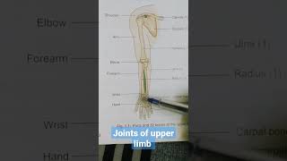 Joints of upper limb [upl. by Hinckley]