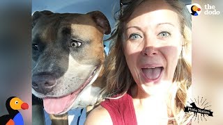 Pit Bull Dog Screams Like A Person When Hes Happy  The Dodo Pittie Nation [upl. by Kal]