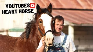 YouTube’s Heart Horse  Rescued Clydesdale One Year Transformation In 20 Minutes [upl. by Leidba]