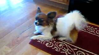 Papillon Breed Product Reviewmpg [upl. by Annahsad]