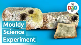 Mouldy Bread Science Experiment [upl. by Einiffit]