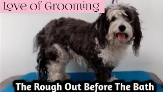 The Rough Out Before the BathDog Grooming [upl. by Asaph]