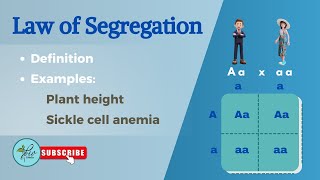 Law of segregation Explained with examples  monohybrid cross class 12  Genetics [upl. by Duky347]