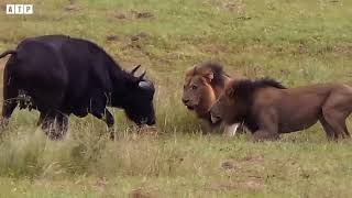 Male Lion Attack Big Prey and Eat Alive  Animal Fighting  ATP Earth [upl. by Nylsej866]