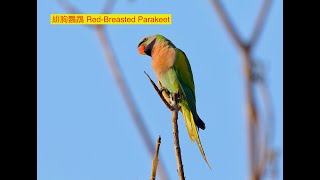 Red breasted Parakeet 緋胸鸚鵡 [upl. by Airat]