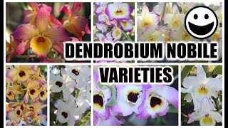 Dendrobium Nobile Varieties Identification amp Review Bloom Habits Variety of Color amp Fragrances [upl. by Tail]