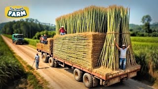 How Bamboo Products Are Made From Planting Bamboo to Toothbrush Factory [upl. by Icken]