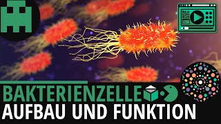 Bakterienzelle Aufbau │Biologie Lernvideo Learning Level Up [upl. by Timothy714]