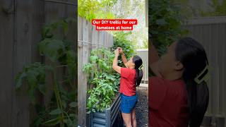 DYI trellis for our tomatoes Our Tomatoes garden australia gardening tomatogarden minivlog [upl. by Mientao]