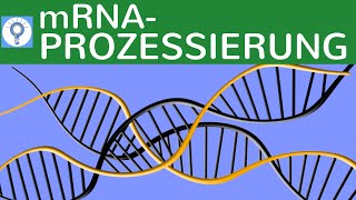 m RNAProzessierung  Genetisches System amp Proteinbiosynthese bei Eukaryoten einfach erklärt [upl. by Hcire]