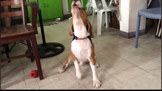 Pablo’s howling compilation [upl. by Gloria]