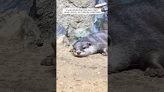 Heartbroken otter reunites with the keeper shorts [upl. by Adaurd656]