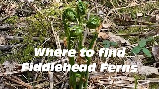 Where to Find Fiddlehead Ferns [upl. by Neellok]