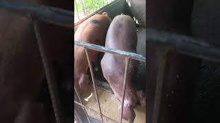 3months old Durocs petrain animals buhaysaprobinsya happyfarming bikol [upl. by Cheatham]