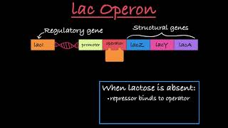 The lac Operon Positive and Negative Control [upl. by Cinomod50]