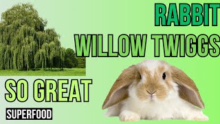 Willow Twigs  A Rabbits Best Friend [upl. by Naraj]