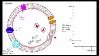 Insulin secretion OCR A ALevel Biology revision 514 Hormonal communication [upl. by Eyahsal331]