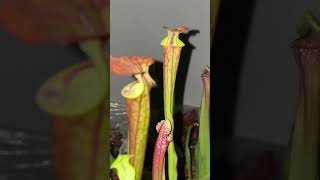 Sarracenia Flava varrubricorpora [upl. by Deys]