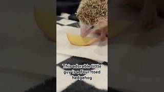 Hedgehogs are so adorable hedgehog animals adorable cute youtubeshorts fyp [upl. by Declan]