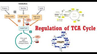 TCA Cycle Lecture 3 Amphibolic nature and Regulation [upl. by Kamila]