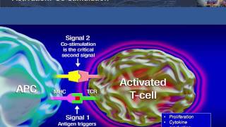 Antigen Presentation T Cell Activation and Deactivation [upl. by Noraha]