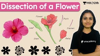 Dissection of Hibiscus Flower  Biology  Explained  CBSE  Unacademy Class 11 amp 12  Simran Maam [upl. by Muir]