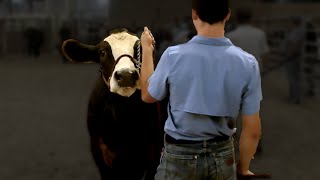 4H Steer Show 2024 [upl. by Llerot]