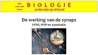 De werking van de synaps [upl. by Kostman]