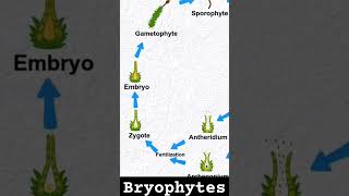 bryophytes bryophyta bryophyllum ncertbiology class11biology neet neetbiology neetmotivation [upl. by Boyes]