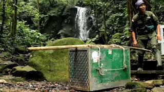 Relocation of Mano the little Sunbear to Tjings Forest School [upl. by Kara-Lynn936]