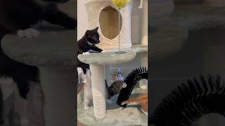 Surrounded By Kitten Zombies 🐱😱  Week 5  Short 145 cat kitten animals cute dailyvlog [upl. by Afinom]