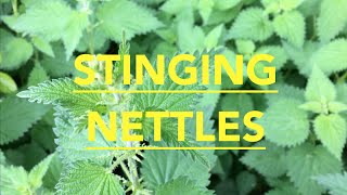 How to prepare stinging nettles [upl. by Lehcem]