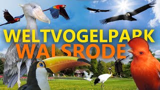 Weltvogelpark Walsrode  ZooEindruck [upl. by Nimzzaj478]