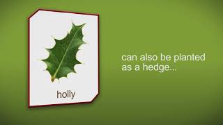 How to plant a Holly Tree Shrub or Hedge by Heathwood Nurseries [upl. by Mateya358]