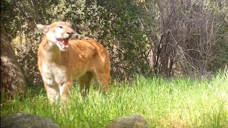 A Mountain Lion Screams In The Angeles National Forest [upl. by Dabbs949]