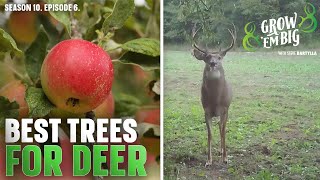 The Best Trees for Deer [upl. by Fugere]