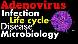 Adenovirus life cycle infection and disease [upl. by Eiramoj]