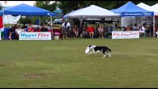 Zorra  2014 Overall World Disc Dog Champion [upl. by Eylk]