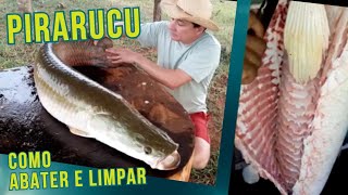 Pirarucu como abater e limpar este delicioso peixe AquaRotina [upl. by Ameekahs]