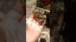 Apis Mellifera Info Madu Akasia  081337013701 bee maduasli honey madumurni [upl. by Nielsen]