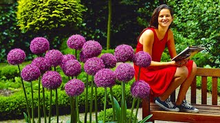 How to Plant Allium Globemaster SpringSummer Garden Guide [upl. by Aydin]